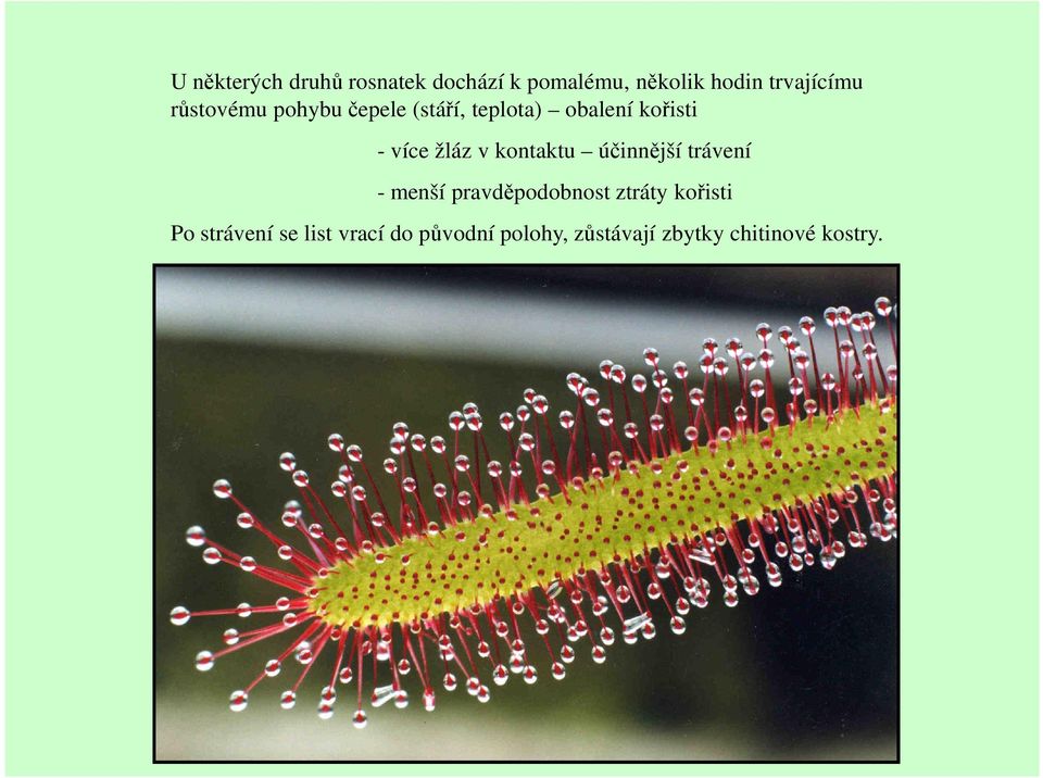 kontaktu účinnější trávení - menší pravděpodobnost ztráty kořisti Po