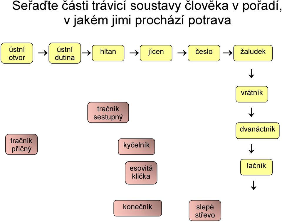 trávicí