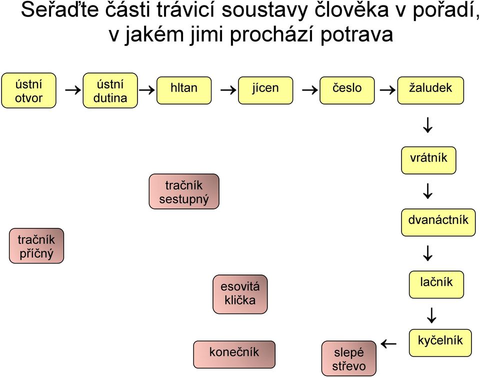 trávicí