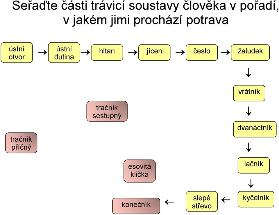 trávicí