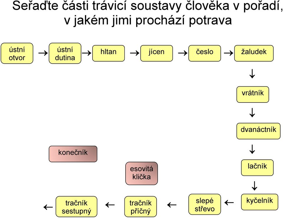 trávicí