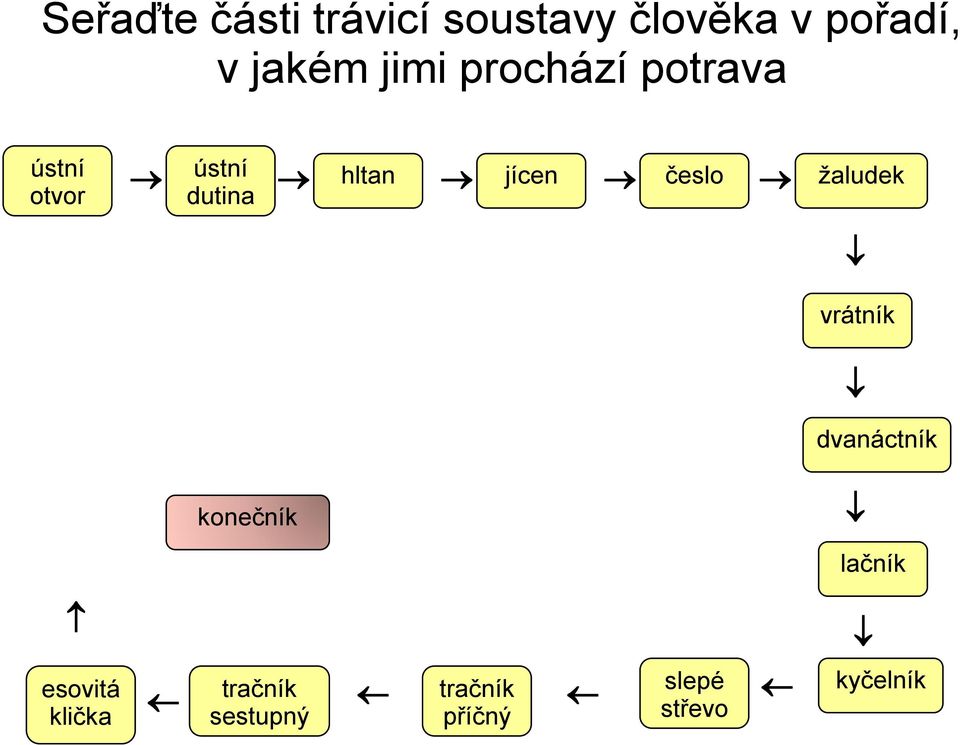 trávicí