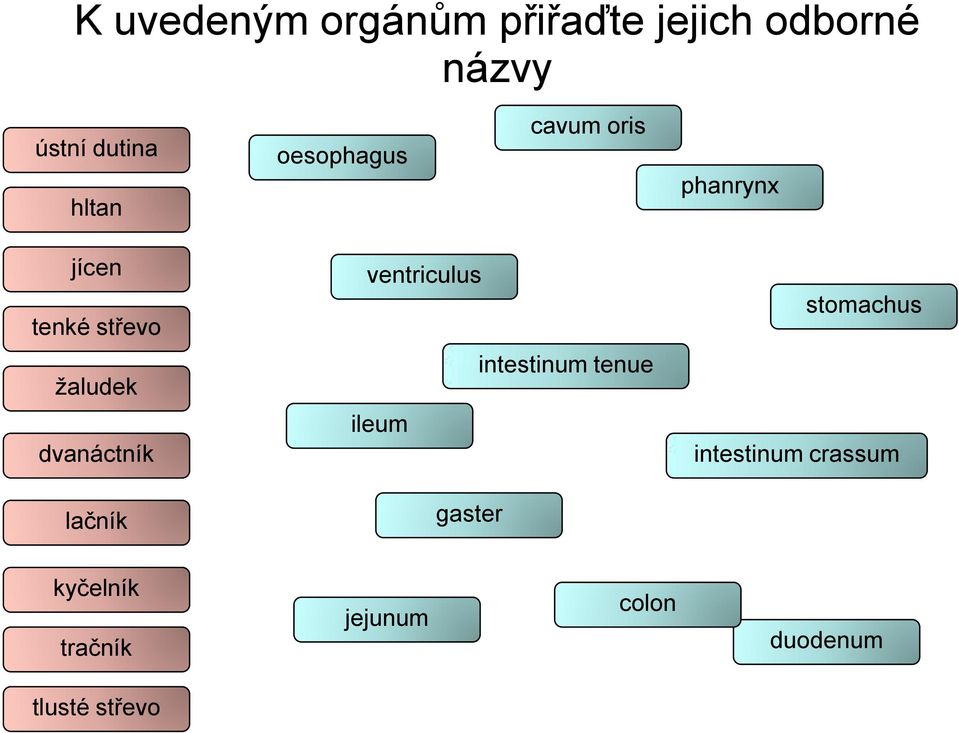 ventriculus intestinum tenue ileum gaster