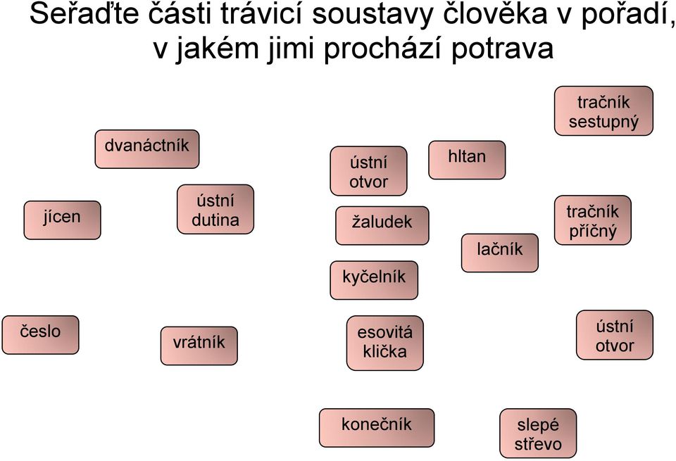 trávicí