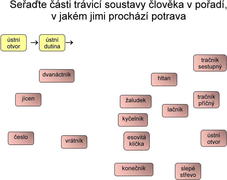 trávicí