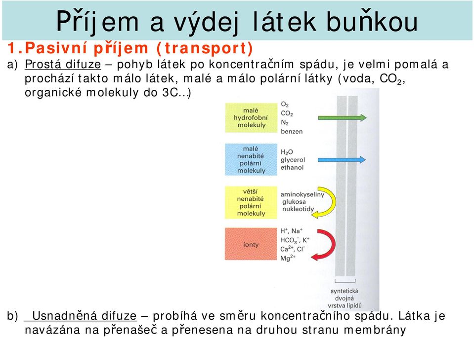 velmi pomalá a prochází takto málo látek, malé a málo polární látky (voda, CO 2,