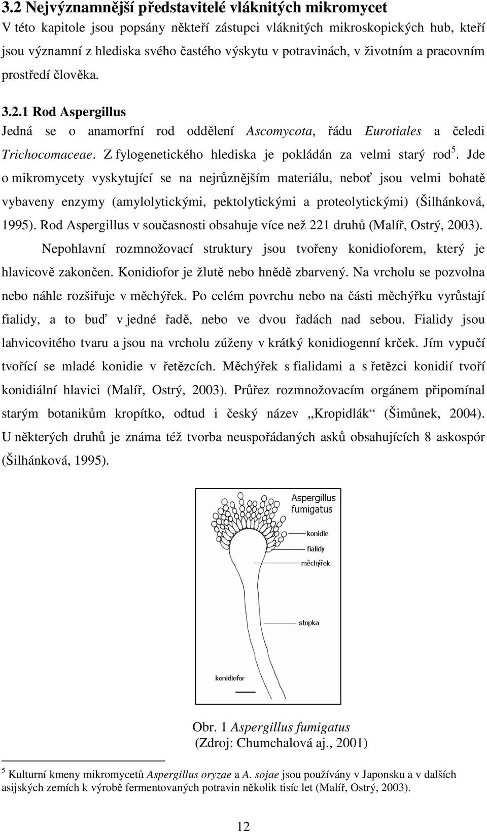 Z fylogenetického hlediska je pokládán za velmi starý rod 5.