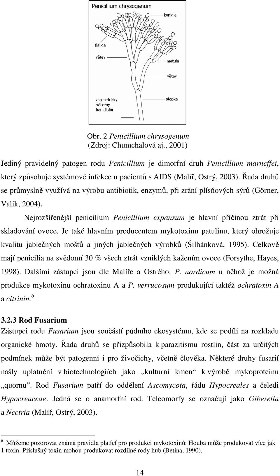 Řada druhů se průmyslně využívá na výrobu antibiotik, enzymů, při zrání plísňových sýrů (Görner, Valík, 2004).