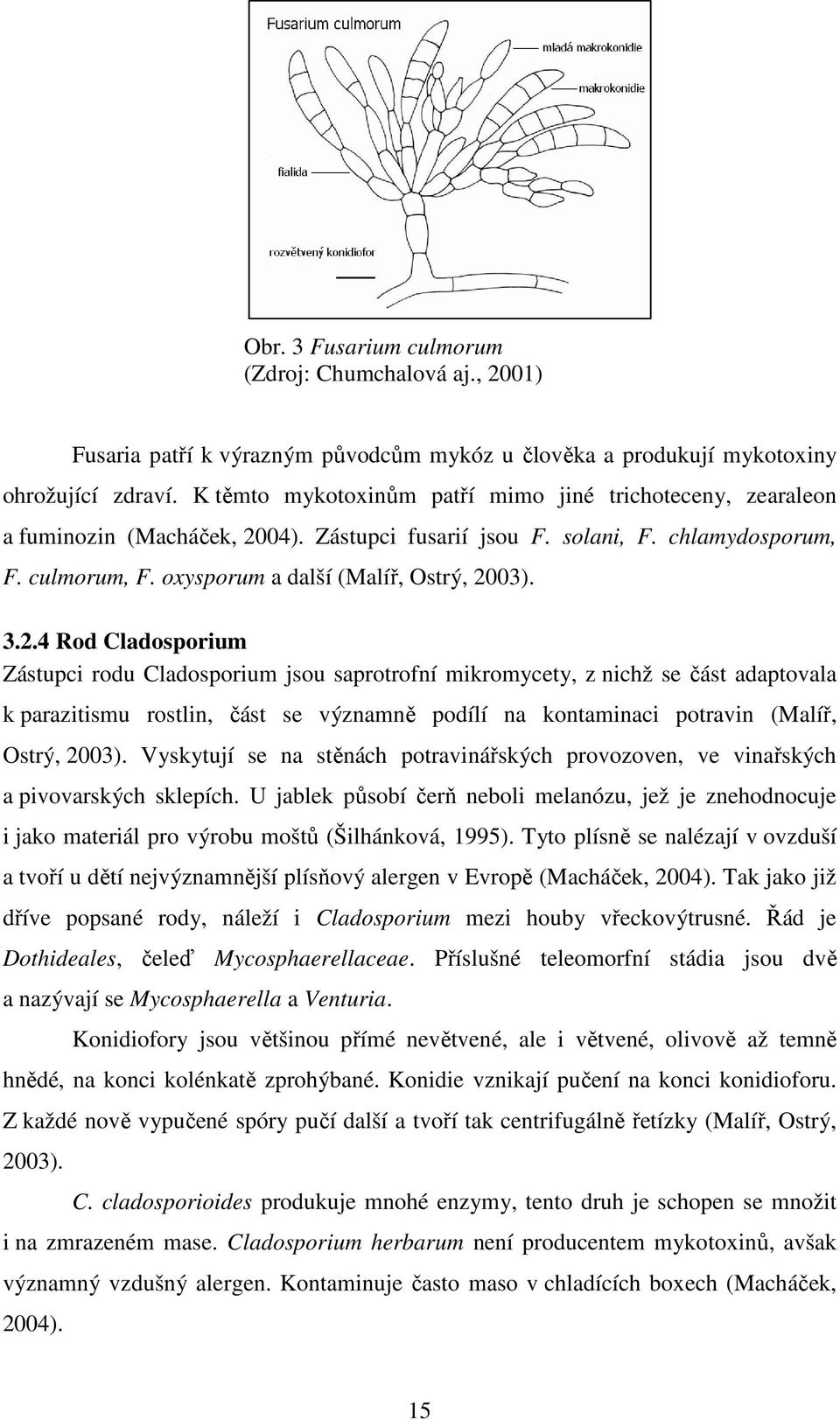 2.4 Rod Cladosporium Zástupci rodu Cladosporium jsou saprotrofní mikromycety, z nichž se část adaptovala k parazitismu rostlin, část se významně podílí na kontaminaci potravin (Malíř, Ostrý, 2003).