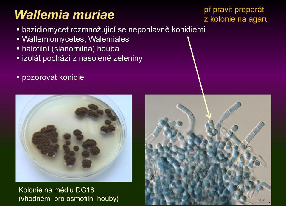 (slanomilná) houba izolát pochází z nasolené zeleniny Wallemia