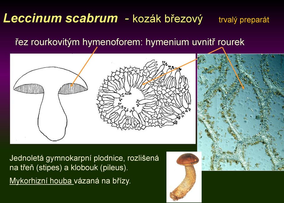 Jednoletá gymnokarpní plodnice, rozlišená na třeň