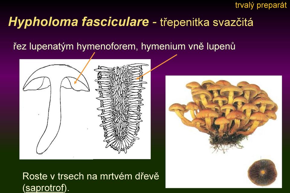 hymenium vně lupenů trvalý preparát