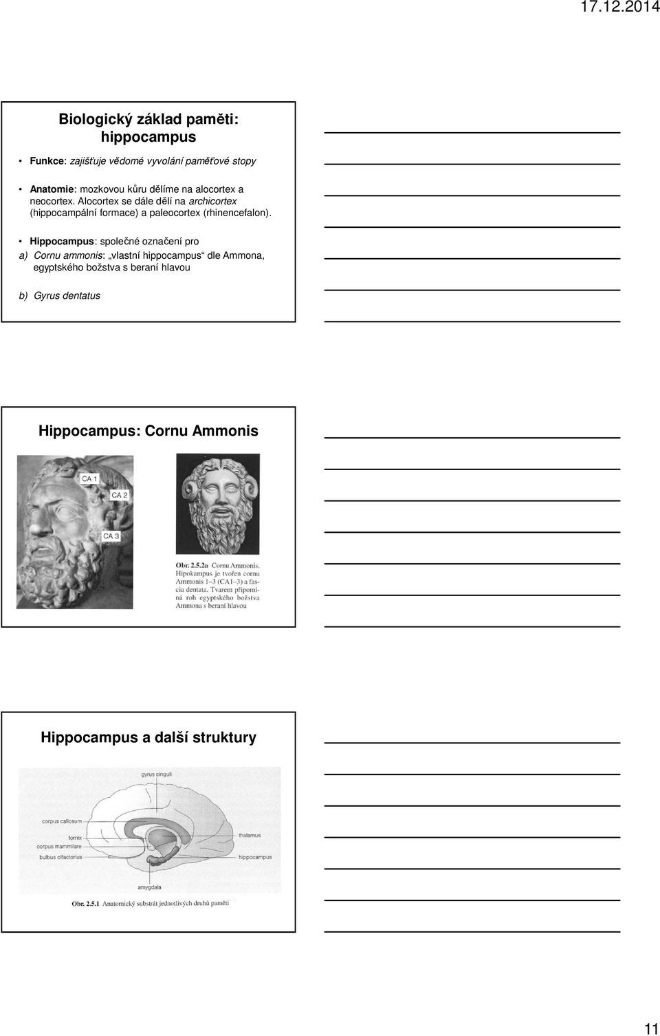 Alocortex se dále dělí na archicortex (hippocampální formace) a paleocortex (rhinencefalon).