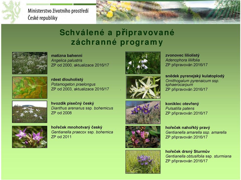 sphaerocarpum ZP připravován 2016/17 hvozdík písečný český Dianthus arenarius ssp.