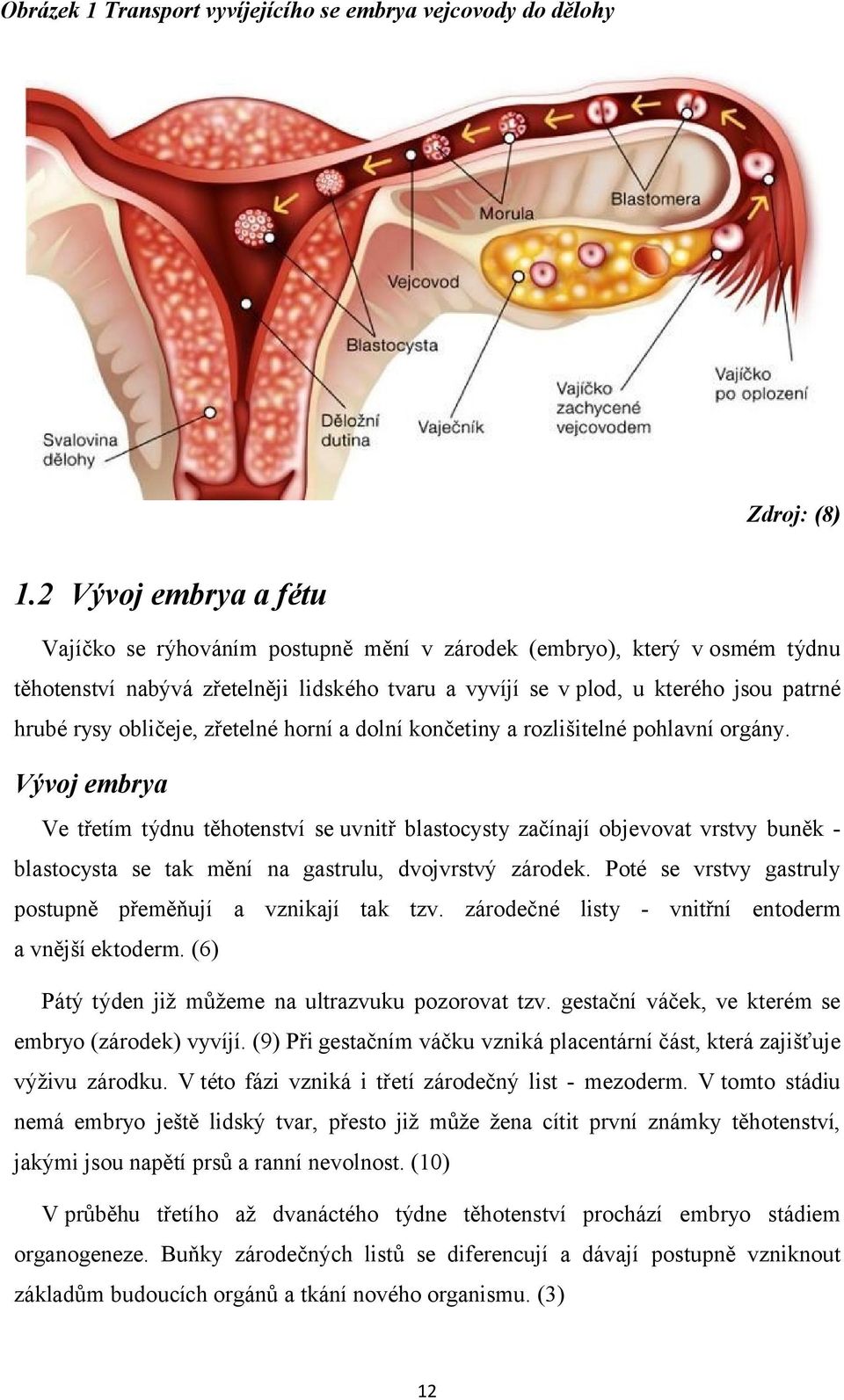 obličeje, zřetelné horní a dolní končetiny a rozlišitelné pohlavní orgány.