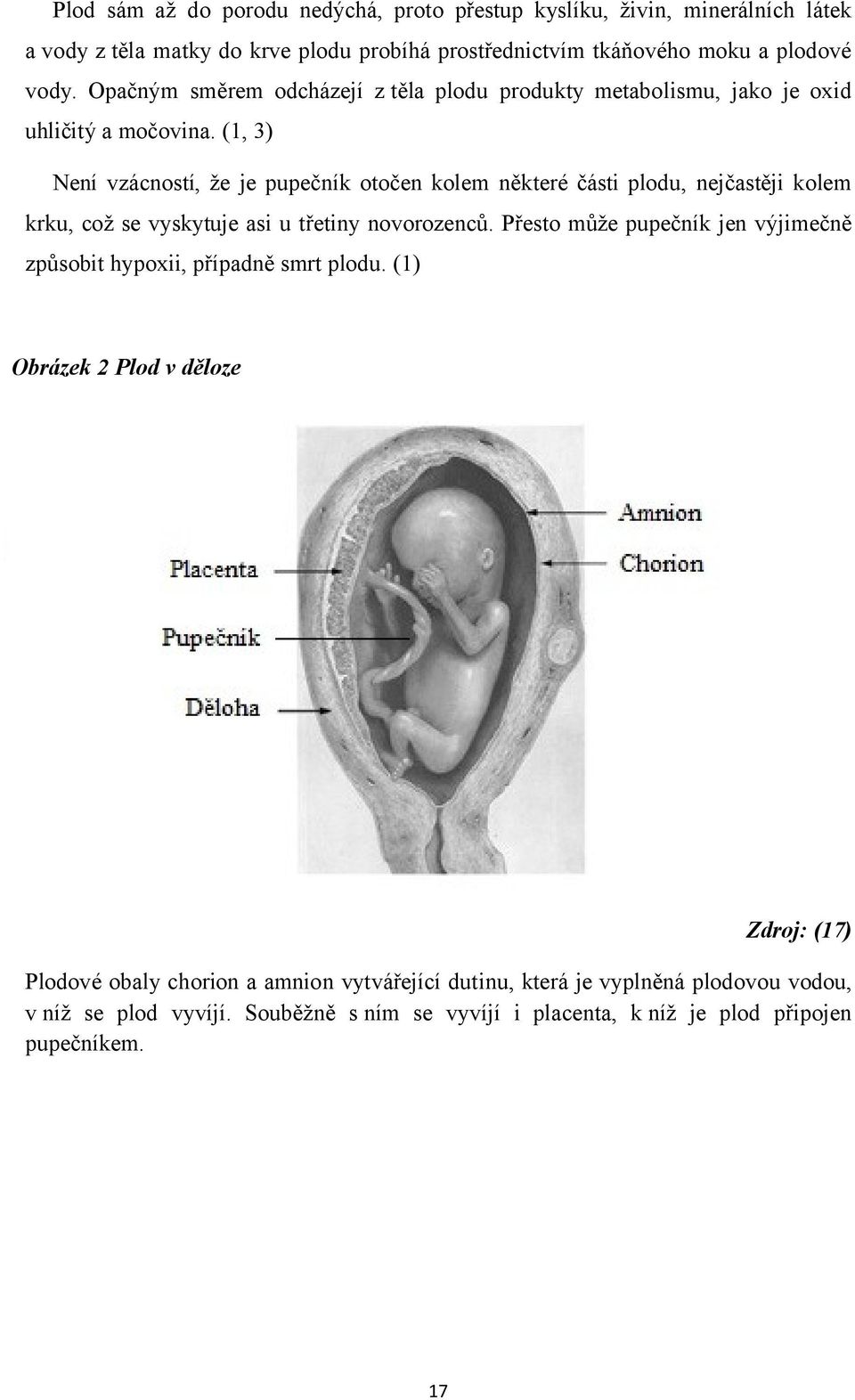 (1, 3) Není vzácností, že je pupečník otočen kolem některé části plodu, nejčastěji kolem krku, což se vyskytuje asi u třetiny novorozenců.