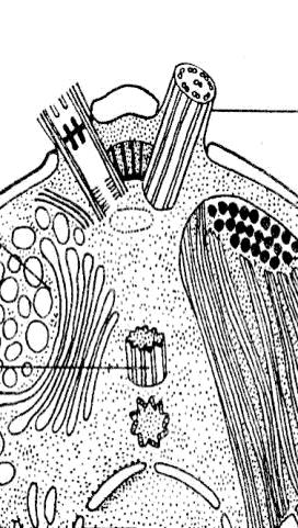 Stavba eukaryotické buňky - kvasinky Cytoplazmatická membrána Mitochondrie Jaderná membrána Buněčná stěna Jádro Jadérko Lyzozómy Tuková zrna Endoplazmatické retikulum bez ribozómů (tzv.