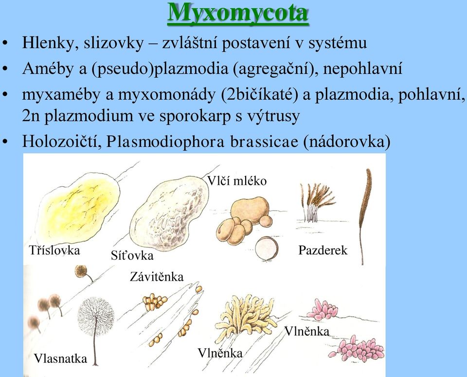 plazmodia, pohlavní, 2n plazmodium ve sporokarp s výtrusy Holozoičtí,