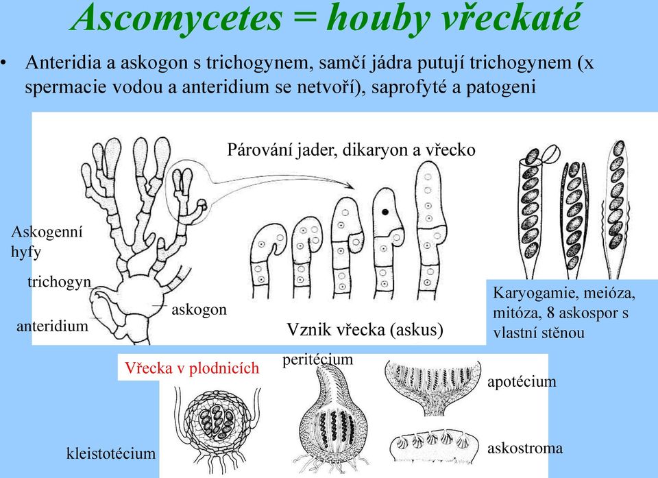 vřecko Askogenní hyfy trichogyn anteridium askogon Vznik vřecka (askus) Karyogamie, meióza,