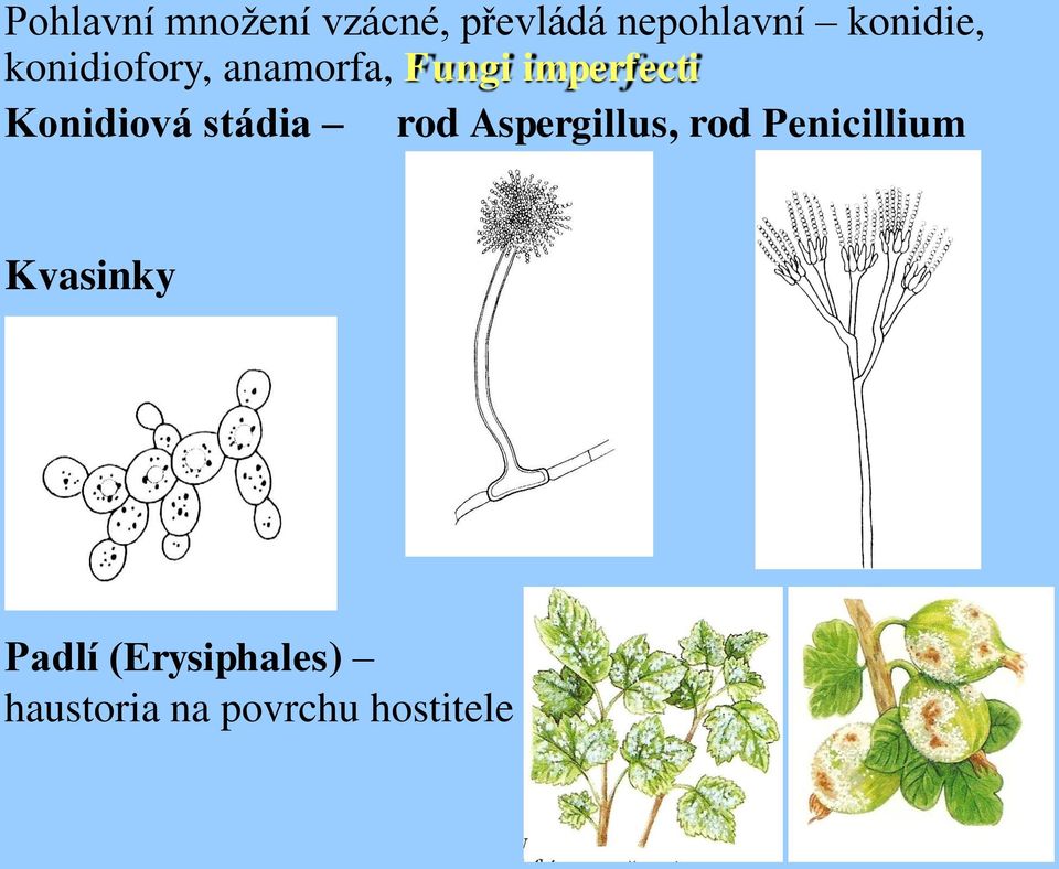 Konidiová stádia rod Aspergillus, rod Penicillium