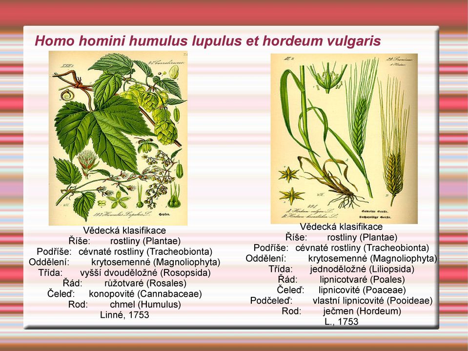 (Humulus) Linné, 1753 Podříše: cévnaté rostliny (Tracheobionta) krytosemenné (Magnoliophyta) Třída: jednoděložné