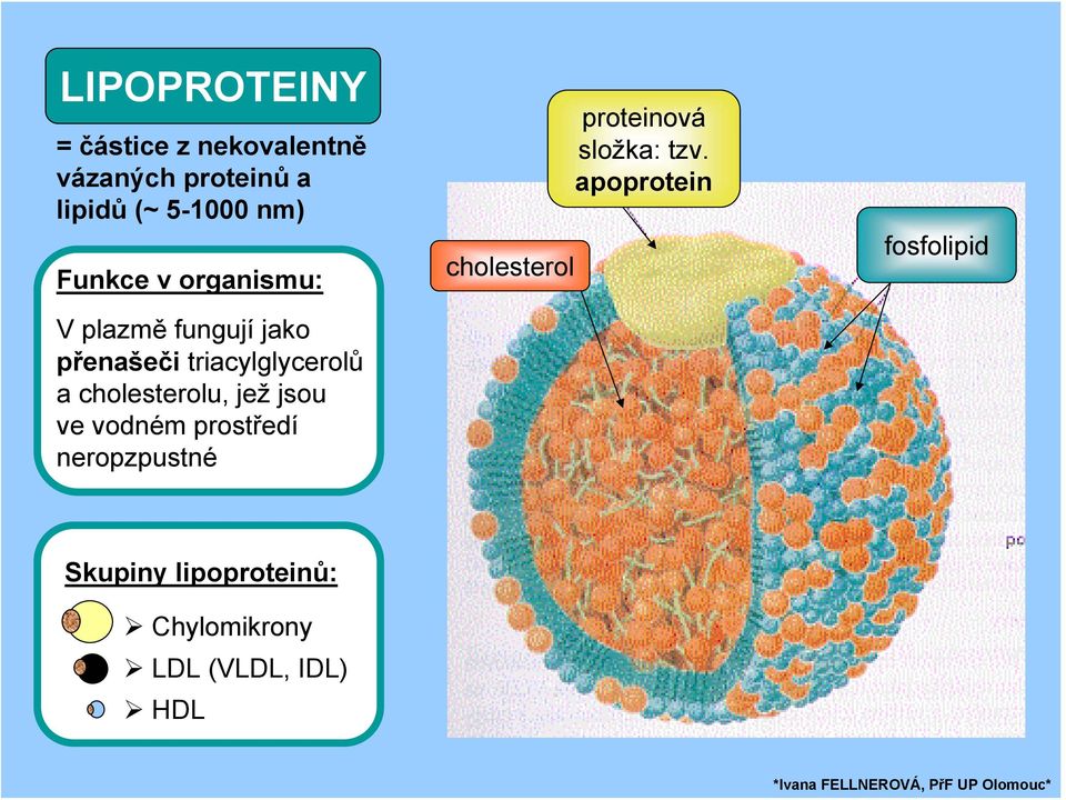 cholesterolu, jež jsou ve vodném prostředí neropzpustné cholesterol proteinová