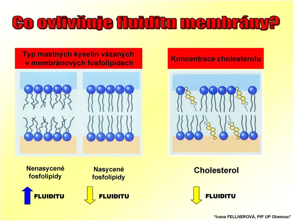 cholesterolu Nenasycené fosfolipidy