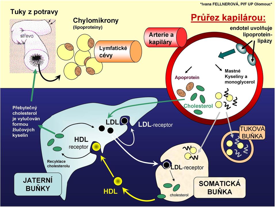 Přebytečný cholesterol je vylučován formou žlučových kyselin HDL receptor LDL LDL-receptor