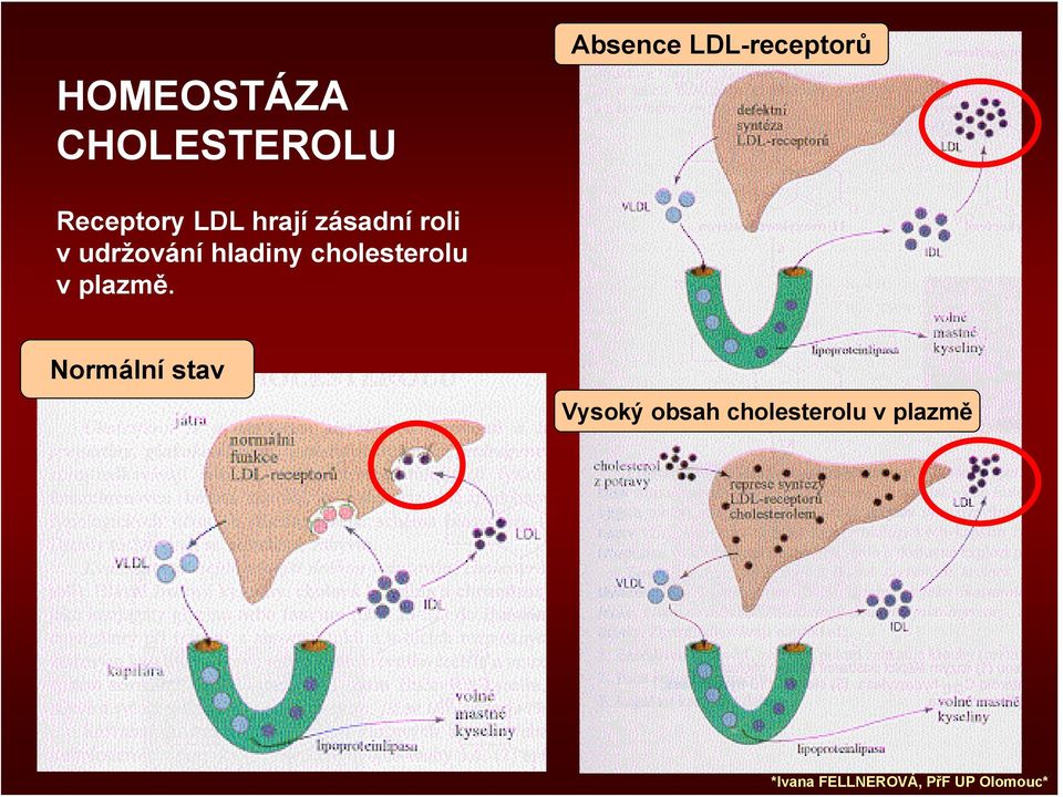 roli v udržování hladiny cholesterolu v