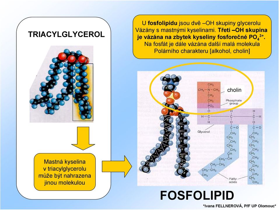 Na fosfát je dále vázána další malá molekula Polárního charakteru [alkohol,