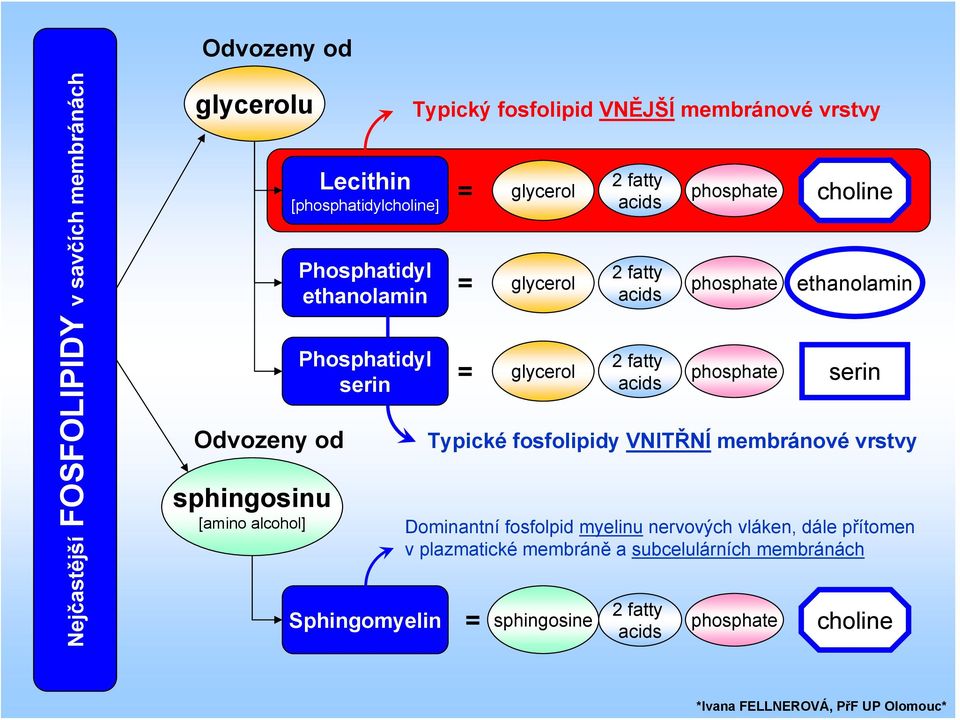 acids 2 fatty acids 2 fatty acids phosphate phosphate phosphate 2 fatty = sphingosine phosphate acids choline ethanolamin serin Typické
