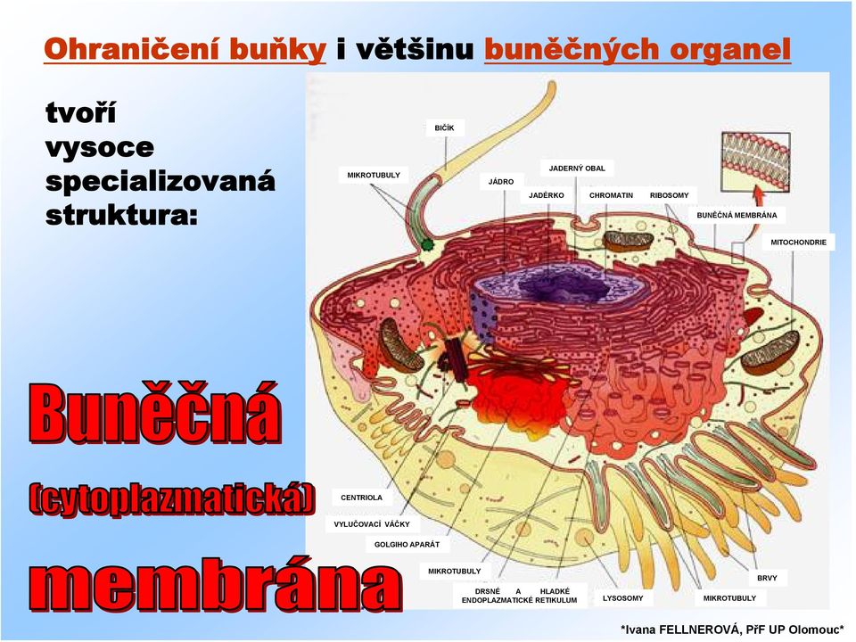 BUNĚČNÁ MEMBRÁNA MITOCHONDRIE CENTRIOLA VYLUČOVACÍ VÁČKY GOLGIHO APARÁT