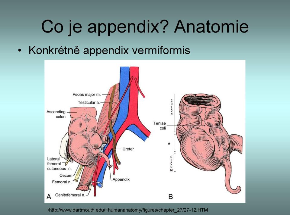 vermiformis http://www.