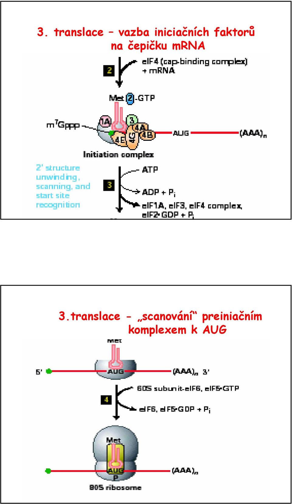 čepičku mrna 3.