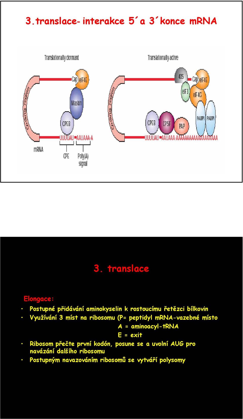 Využívání 3 míst na ribosomu (P= peptidyl mrna-vazebné místo A = aminoacyl-trna E =