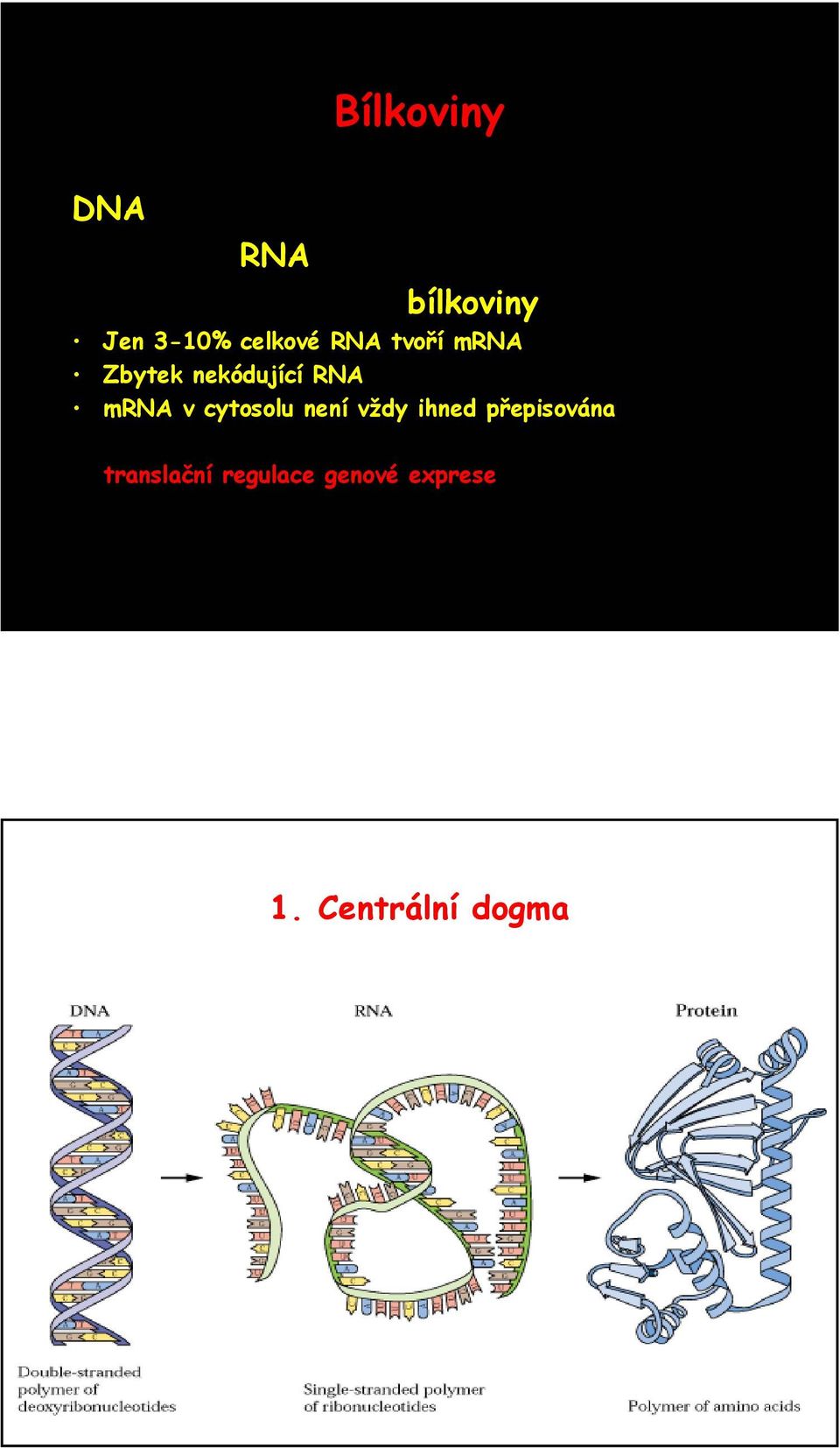 mrna v cytosolu není vždy ihned přepisována