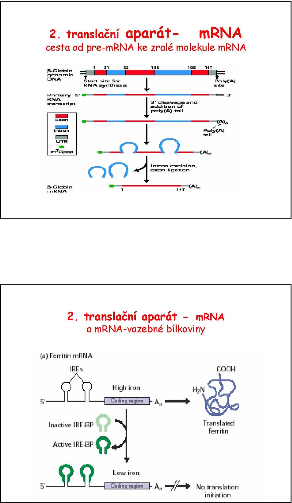 molekule mrna 2.