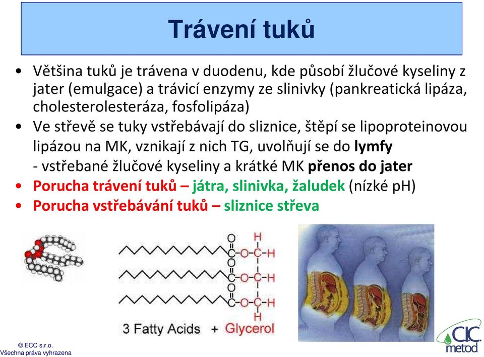 se lipoproteinovou lipázou na MK, vznikají z nich TG, uvolňují se do lymfy - vstřebané žlučové kyseliny a krátké