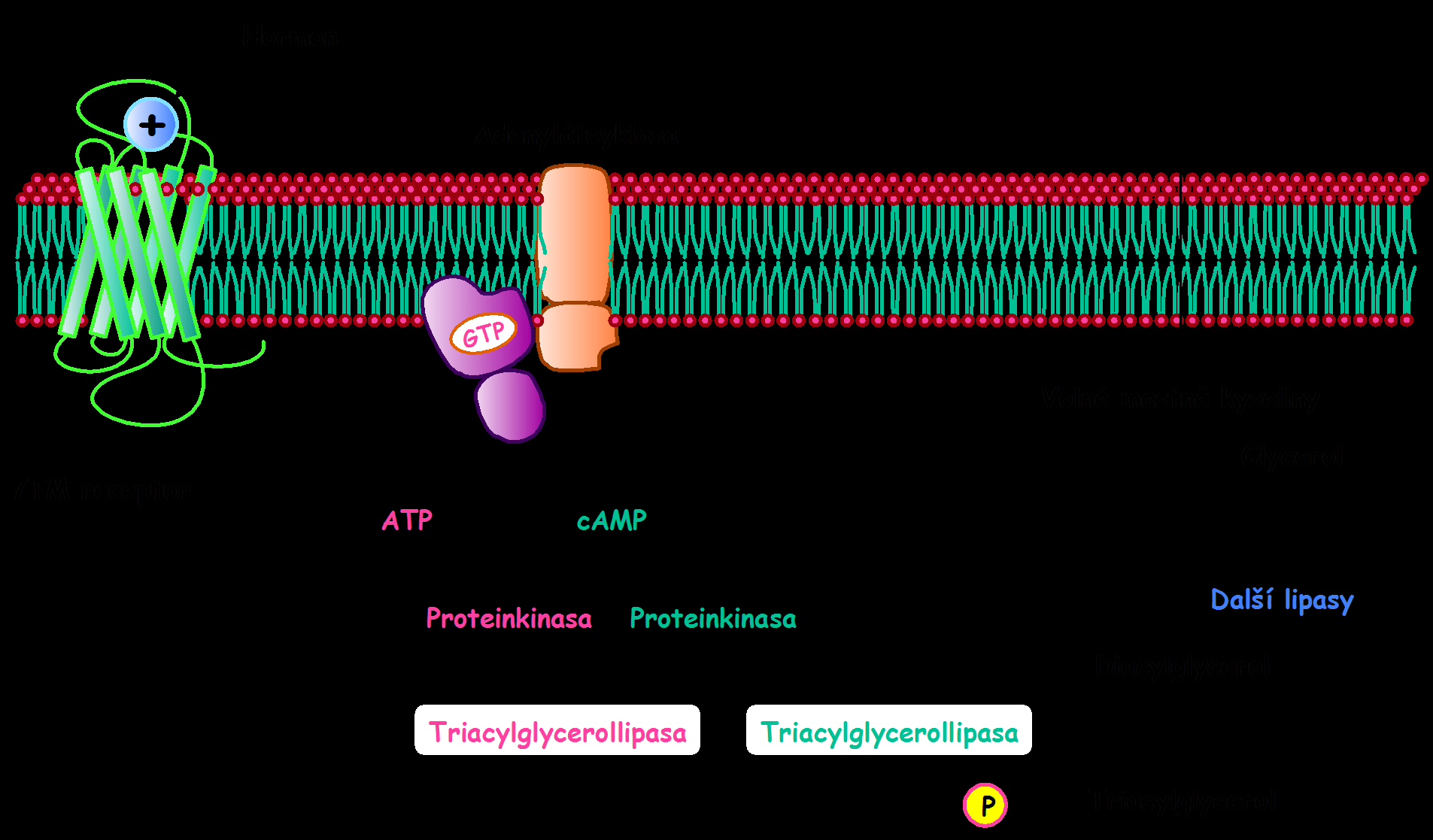 Hormonální regulace hydrolýzy triacylglycerolů Lipasy adiposních buněk