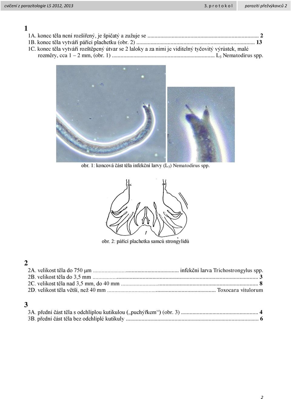 1: koncová část těla infekční larvy (L 3 ) Nematodirus spp. obr. 2: pářící plachetka samců strongylidů 2 2A. velikost těla do 750 µm... infekční larva Trichostrongylus spp. 2B.