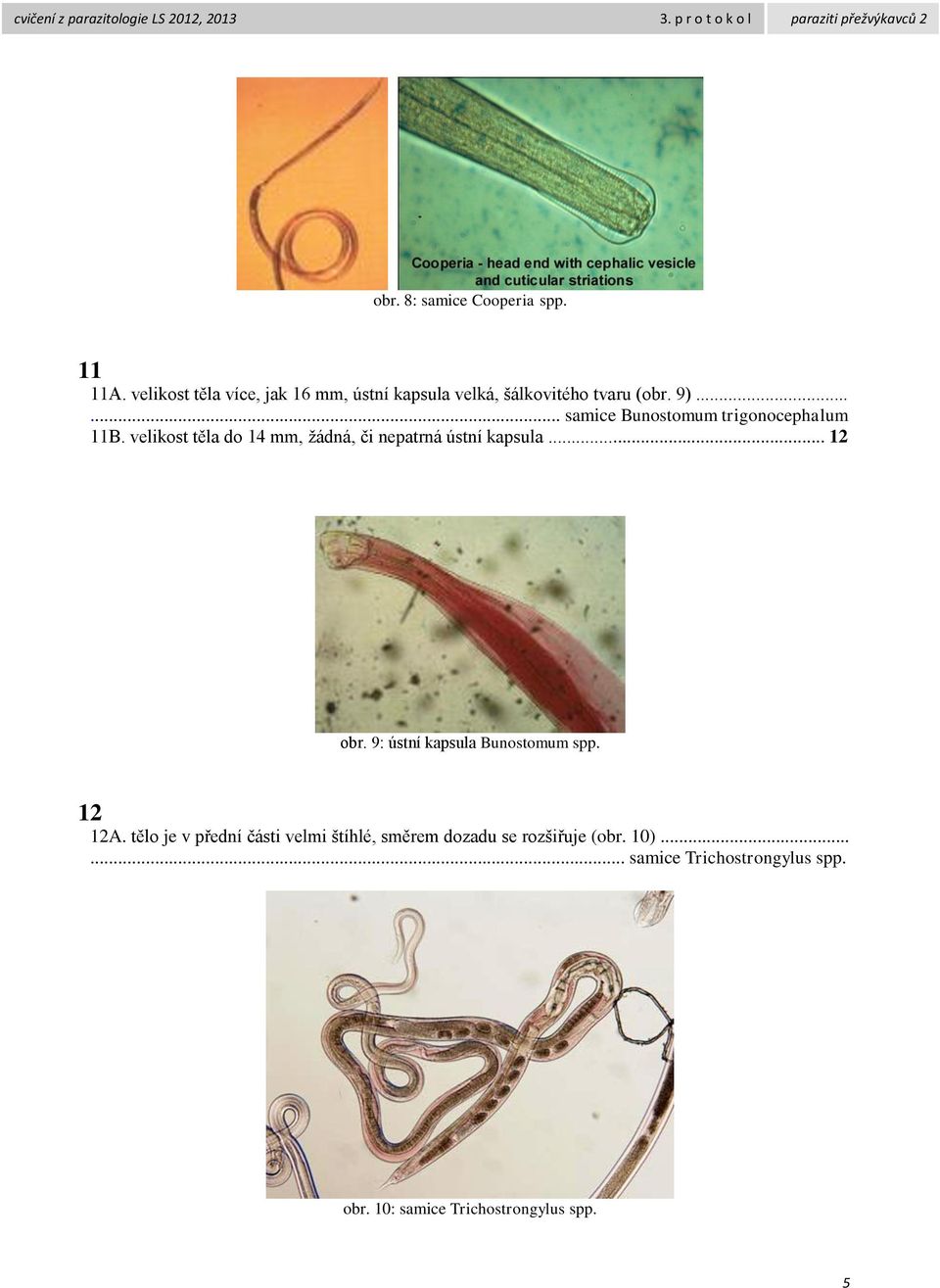 ..... samice Bunostomum trigonocephalum 11B. velikost těla do 14 mm, žádná, či nepatrná ústní kapsula.