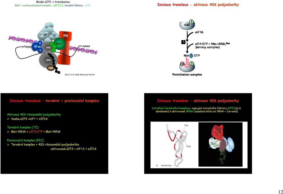 - aktivace 40S podjednotky Vytváření ternárního komplexu, napojení iniciačního faktoru eif2 (se 6 doménami) k aktivované trna (vazebná místa na trna =