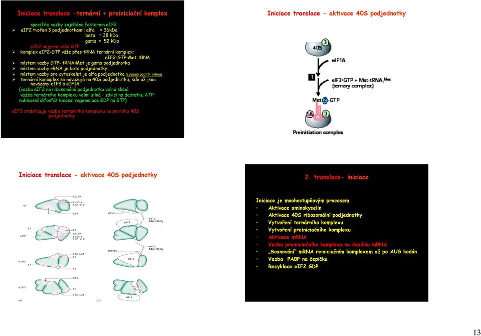 pro cytoskelet je alfa podjednotka (zvyšuje podíl F aktinu) ternární komoplex se navazuje na 40S podjednotku, kde už jsou navázány eif3 a eif1a (vazba eif2 na ribosomální podjednotku velmi slabá