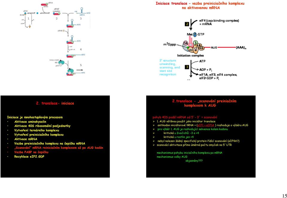 komplexu Aktivace mrna Vazba preiniciačního komplexu na čepičku mrna Scanování mrna reiniciačním komplexem až po AUG kodón Vazba PABP na čepičku Recyklace eif2.