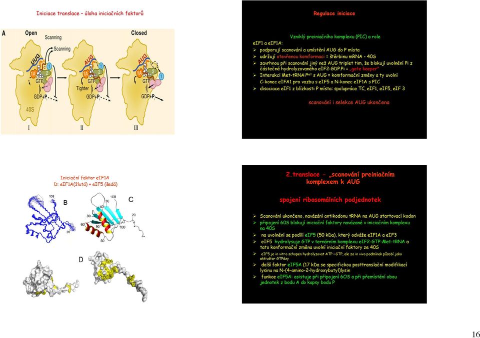 pi = gate keeper Interakcí Met-tRNAi Met s AUG = komformační změny a ty uvolní C-konec eifa1 pro vazbu s eif5 a N-konec eif1a s PIC disociace eif1 z blízkosti P místa: spolupráce TC, eif1, eif5, eif