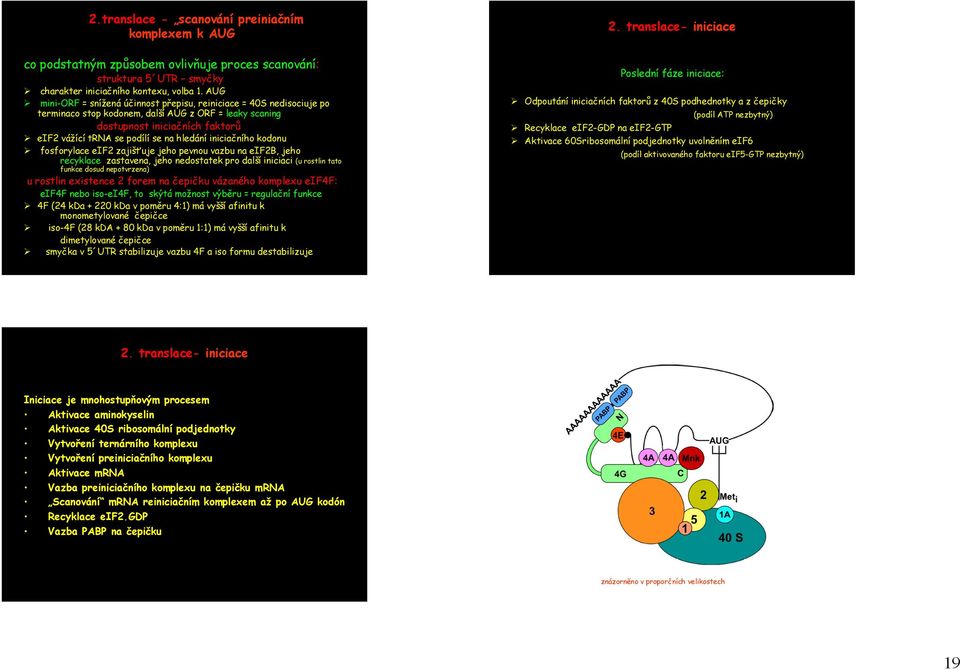 hledání iniciačního kodonu fosforylace eif2 zajišťuje jeho pevnou vazbu na eif2b, jeho recyklace zastavena, jeho nedostatek pro další iniciaci (u rostlin tato funkce dosud nepotvrzena) u rostlin