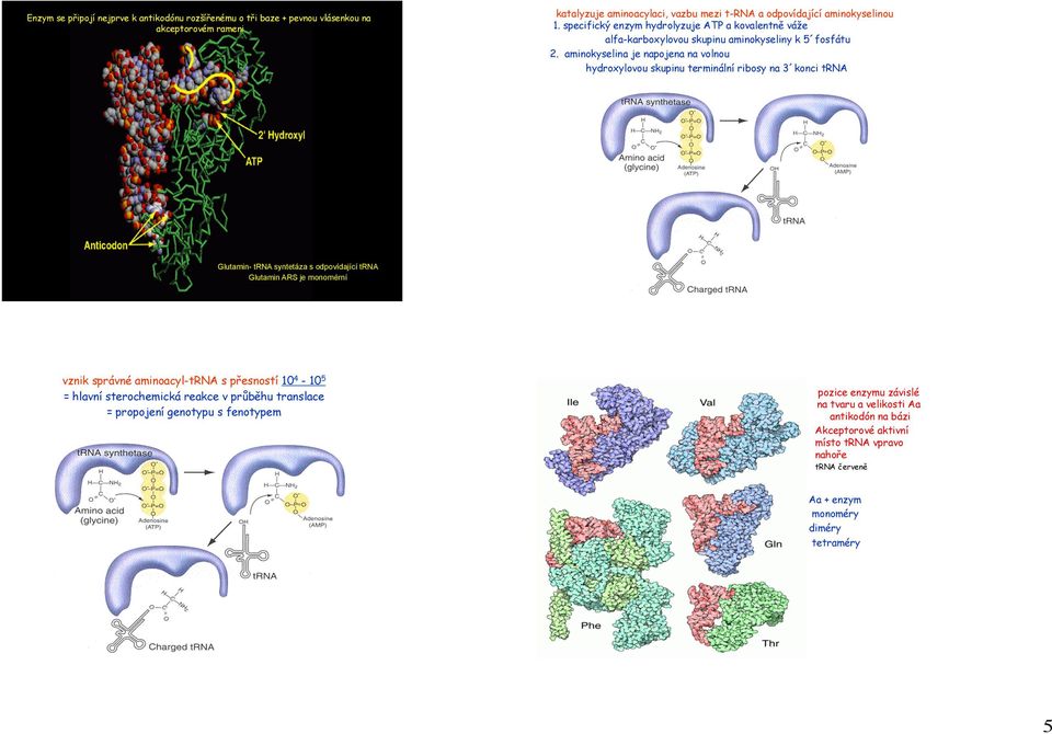 aminokyselina je napojena na volnou hydroxylovou skupinu terminální ribosy na 3 konci trna Glutamin- trna syntetáza s odpovídající trna Glutamin ARS je monomérní vznik správné