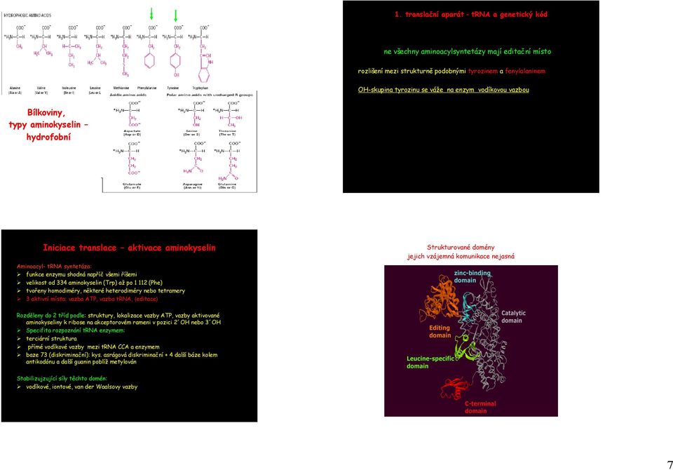 (Trp) až po 1 112 (Phe) tvořeny homodiméry, některé heterodiméry nebo tetramery 3 aktivní místa: vazba ATP, vazba trna, (editace) Strukturované domény jejich vzájemná komunikace nejasná Rozděleny do