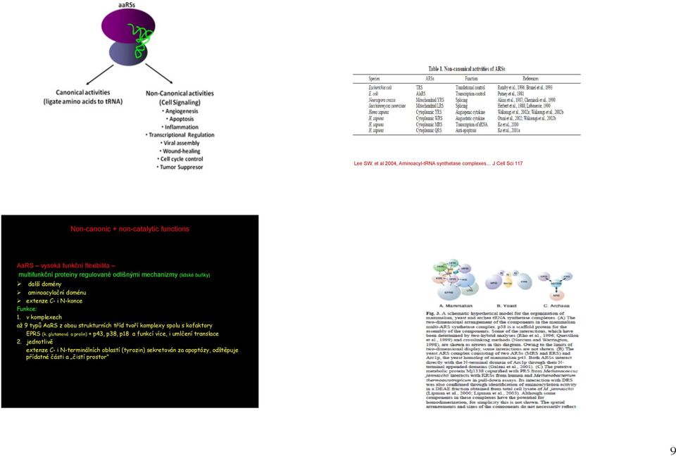 multifunkční proteiny regulované odlišnými mechanizmy (lidské buňky) další domény aminoacylační doménu extenze C- i N-konce Funkce: 1.