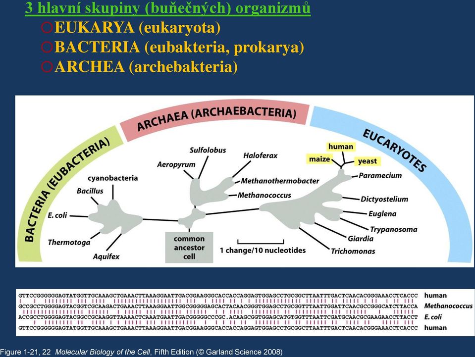 oarchea (archebakteria) Figure 1-21, 22 Molecular